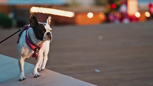 Close up of a French bulldog walking on the beach with a blurred background