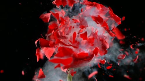 Flor congelada em nitrogênio líquido explode em