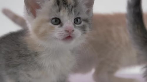 _Fond blanc -Adorables bébés chatons sur fond blanc -X054 C012 040662 001 8_