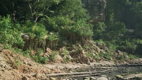 Un ours debout sur une colline dans la jungle tropicale