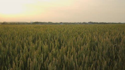 the Camera Moves From Left to Right Along a Wheat Field During Sunset