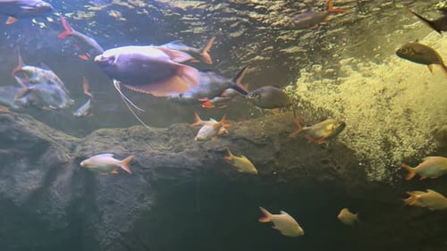 Mixed group of freshwater fish swimming in aquarium with rocky background and water bubbles. Underwa