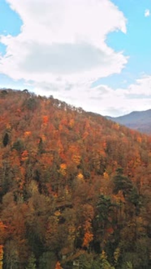Drone vertical pour la forêt d'automne - 2K