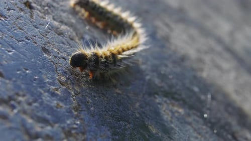 Macro view of small hairy and fuzzy caterpillar moves with pink appendages on cement