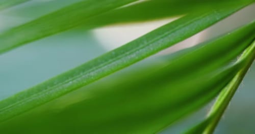 Close up of a plant's leaves going in and out of focus