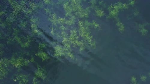 Luftbild von oben nach unten auf die Oberfläche des Sees mit klarem Wasser und wachsendem Gras