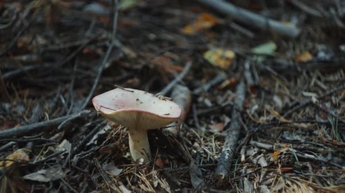 Mushroom Growing in Bed of Fallen Leaves and Twigs on Forest Floor