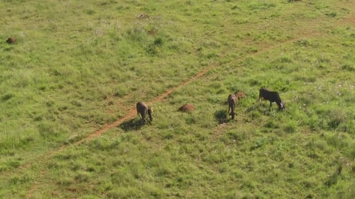 Drohnen-Luftaufnahmen einer Gnuherde, die in freier Wildbahn auf sommergrünem Gras weidet