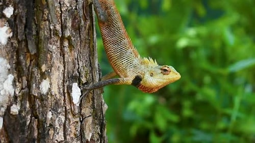 Lagarto de jardín oriental macho en un árbol en el país tropical Sri Lanka