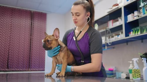 Adult Woman Vet Doctor is Checking Health of French Bulldog in Modern Veterinary Clinic