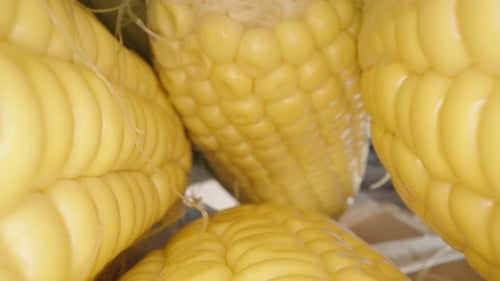 Lots of juicy corn cobs. Slide inside the stack. Dolly slider extreme close-up.
