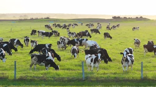 Milk Cows Grazing on Green Farm Pasture Production of Organic Dairy Products Feeding of Cattle on