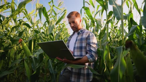 Agronomist with Laptop Analyzing Corn Harvest in Field