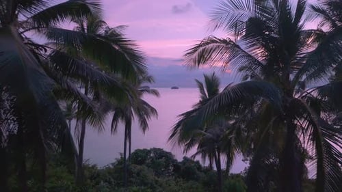 Die Drohne fliegt durch Palmen zum Meer und zeigt einen wunderschönen rosa Sonnenuntergang. Rosa Sonnenuntergang auf tropischem Boden