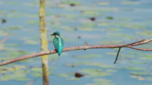 Martin-pêcheur perché sur une branche au-dessus d'un étang idyllique en Frise aux Pays-Bas, fine bande blanche au dos