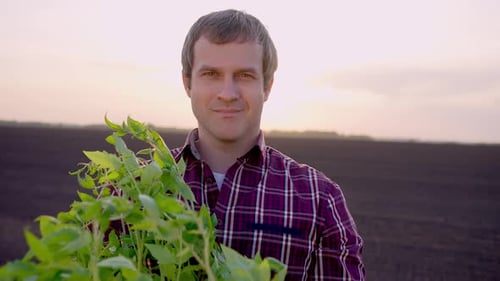Farmer Man Portrait Looking at Camera Holding Plants at Field Sunset Harvesting Farming Planting
