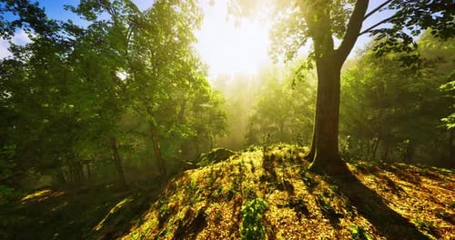 Sunlight Filtering Through Trees in a Peaceful Forest Setting During Morning