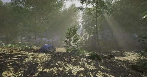 Sunlight Filtering Through Trees in a Serene Forest Landscape