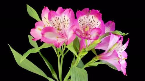 Opening Beautiful Pink Alstroemeria Flowers