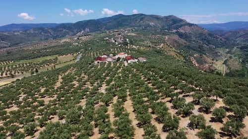 Aerial View of Agricultural Olive Tree Orchards on Hills on a Sunny Summer Day in Calabria Region