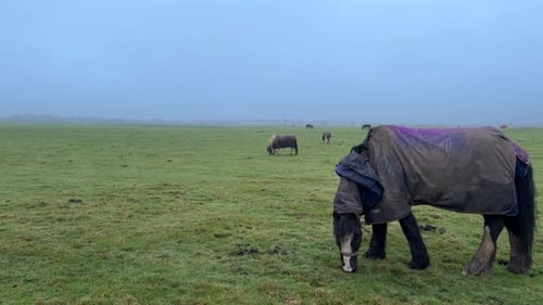 Horses grazing in the field eating grass in nature pasture farming livestock