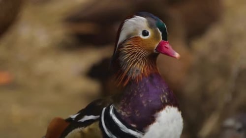 Filmmusik Ansicht von Enten und Wildtieren im tiefen Wald