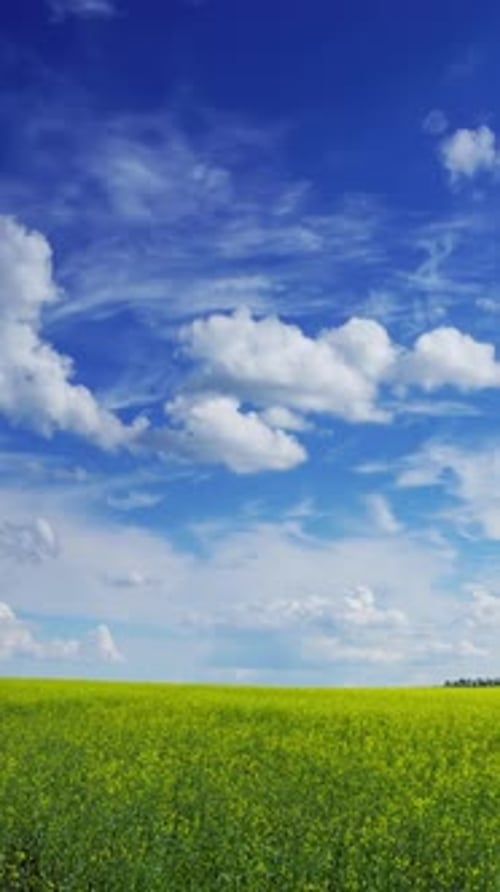 Flowers on Rapeseed Field and Blue Sky