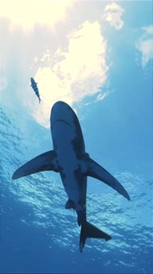 Shark and Remora Swimming Under the Ocean Surface