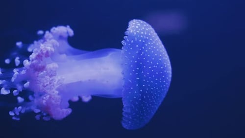 Eine Nahaufnahme einer gefleckten Qualle, die sanft in perfekt klarem Wasser schwimmt