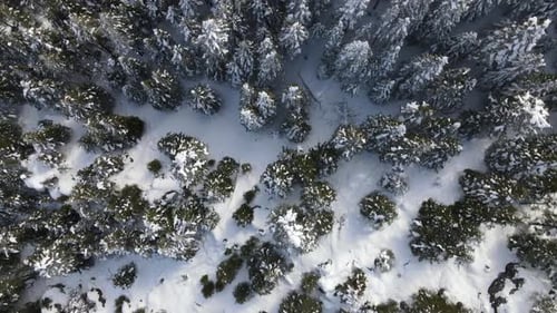 Drone View Winter Forest