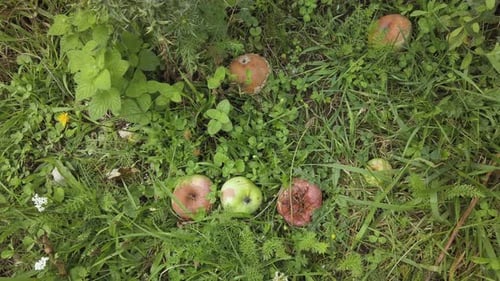 Decaying Apples Scattered in Grassy Rural Area