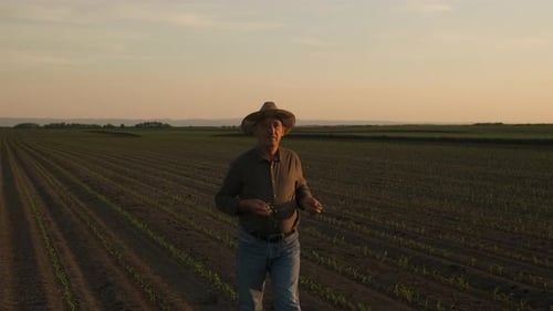 Senior farmer walking in corn field examining crop at sunset.