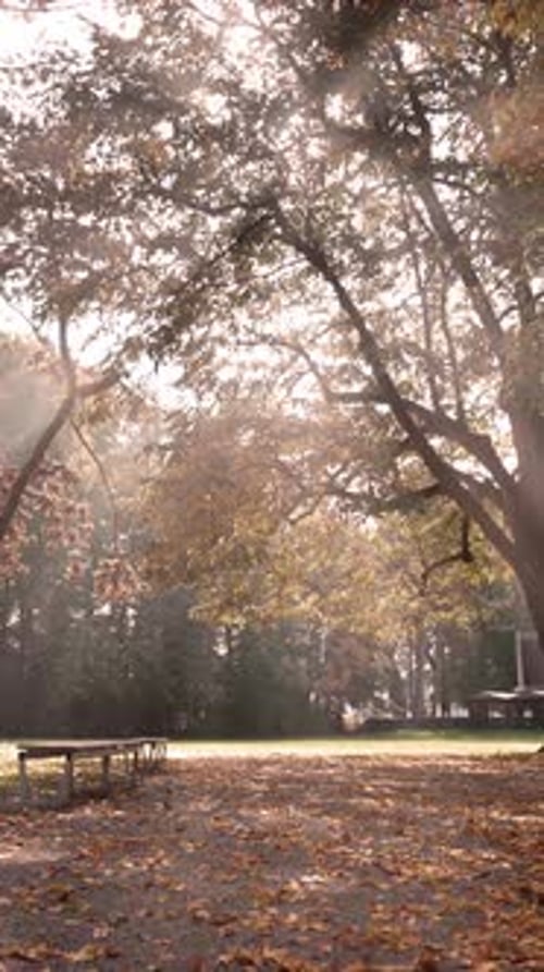 La verticale de la lumière du soleil illumine un grand parc de la ville un jour d'automne