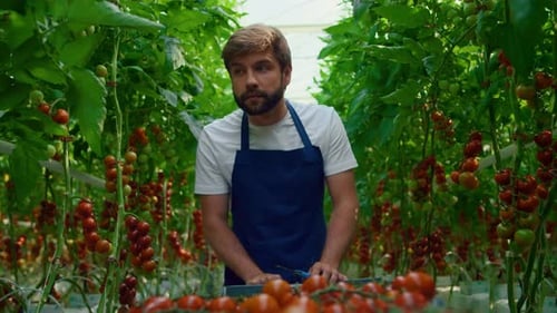 Farmer harvesting ripe tomatoes in greenhouse