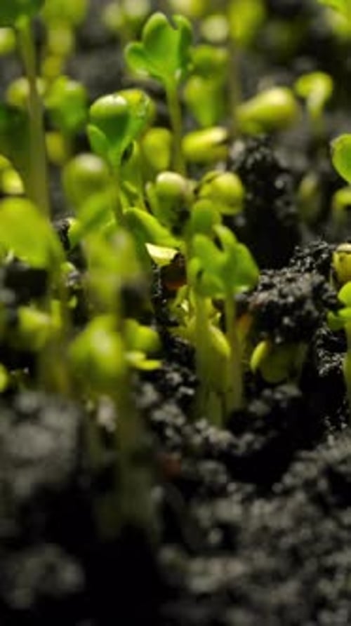 Close-up time-lapse of small plant sprouting from seed in soil, showing early growth stages.