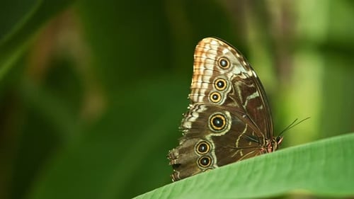 Mariposa de cerca