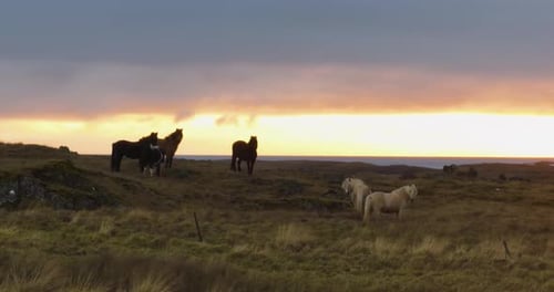 icelandic horses on a hill with sunrise on background during morning in iceland