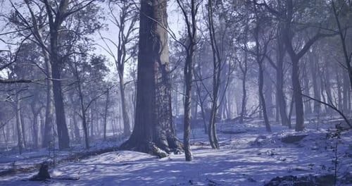 Majestic Winter Landscape in a Tranquil Forest Setting at Dawn
