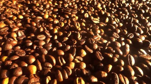 Close up of seeds of coffee