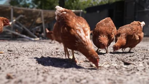 Chickens Pecking Outdoors on Farm on Sunny Day