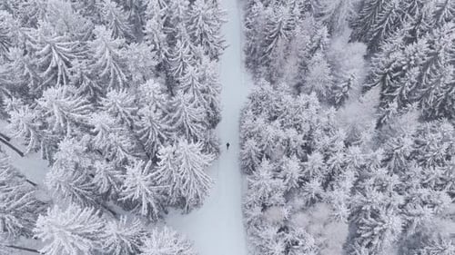 Drone shot looking down on a lonely walk in snowy forest. Emotional winter scene filled with cold