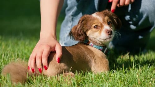 Netter kleiner Hund auf einem Spaziergang, Mädchenbesitzerin streichelt den Hund im Park, Tiertraining in der Natur