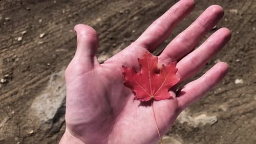 Colorful Fall Leaf i Hand at Start of Autumn Season - Closeup