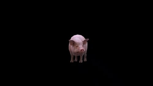 Animated Realistic Pig Sniffing and Rooting