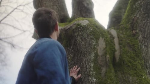 Hombre mirando un árbol