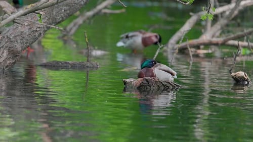 Ducks Resting on Pond in Natural Setting