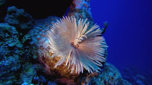 Underwater Tube Warm Soft Corals