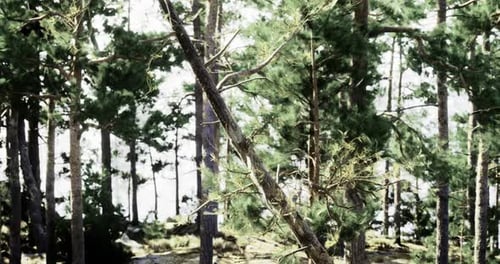 Pine Forest Landscape with Sunlight Filtering Through Trees in Summer