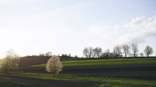 Beau fond de printemps avec un soleil éclatant et des arbres en fleurs blanches sur la colline