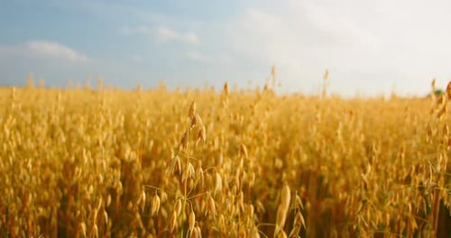 Oat Field Swaying in the Light Wind